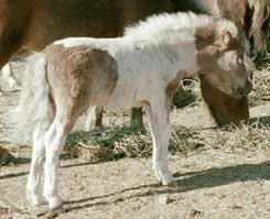 Wesco Farms Mango Dango